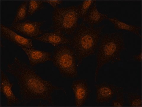 Anti-Cullin 3 (C-terminal) antibody produced in rabbit ~1.0&#160;mg/mL, affinity isolated antibody, buffered aqueous solution