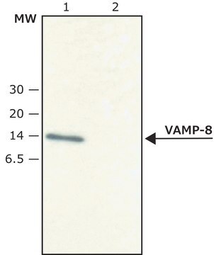 Anti-VAMP-8 antibody produced in rabbit affinity isolated antibody, buffered aqueous solution