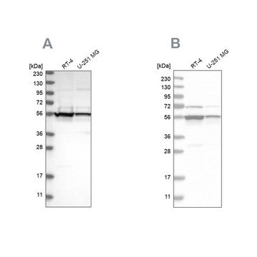 Anti-DDX6 antibody produced in rabbit Prestige Antibodies&#174; Powered by Atlas Antibodies, affinity isolated antibody, buffered aqueous glycerol solution