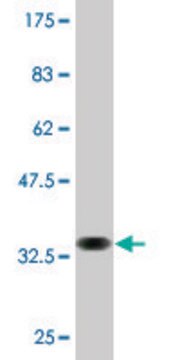 Monoclonal Anti-SLC7A8, (C-terminal) antibody produced in mouse clone 3F10, purified immunoglobulin, buffered aqueous solution