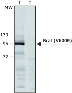 Anti-BRAF (V600E) antibody produced in rabbit affinity isolated antibody