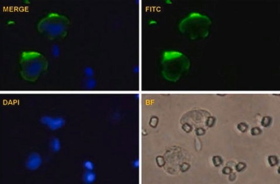 Anti-MCAM antibody produced in mouse purified immunoglobulin, buffered aqueous solution