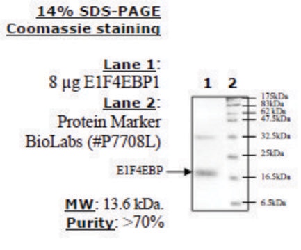 4EBP1 Active human recombinant, expressed in E. coli, &#8805;70% (SDS-PAGE)