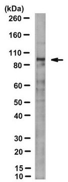 Anti-KAT2A (GCN5) Antibody, clone 2GC-2C11 clone 2GC-2C11, from mouse