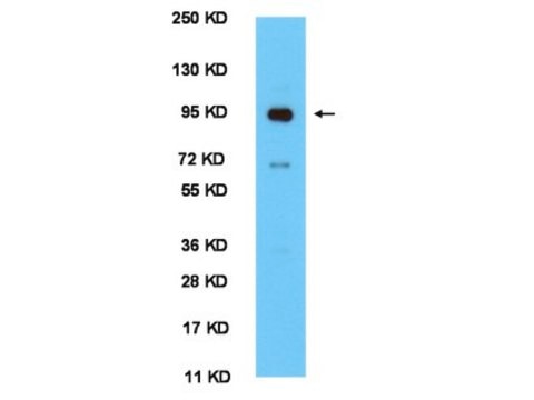 Anti-CLOCK Antibody serum, Chemicon&#174;