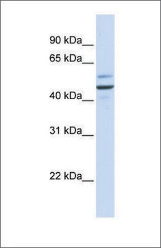 Anti-GOLM1 antibody produced in rabbit affinity isolated antibody