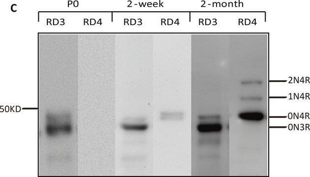 Anti-Tau (3-repeat isoform RD3) Antibody, clone 8E6/C11 culture supernatant, clone 8E6/C11, Upstate&#174;