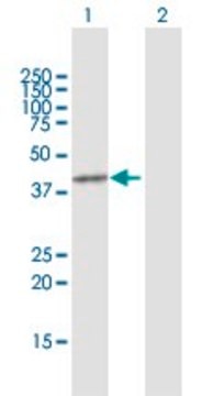 Anti-PRMT8 antibody produced in rabbit purified immunoglobulin, buffered aqueous solution