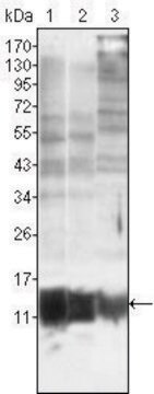 Monoclonal Anti-S100A10 antibody produced in mouse clone 4E7E10, ascites fluid