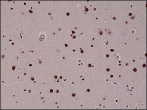 Anti-5-Hydroxymethylcytosine antibody, Rabbit monoclonal recombinant, expressed in HEK 293 cells, clone RM236, purified immunoglobulin