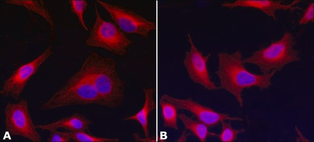 Anti-&#945;-Tubulin antibody, Mouse monoclonal clone AA13, purified from hybridoma cell culture