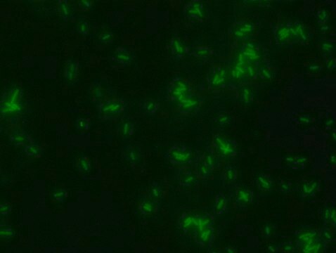 FITC Labeled D-Alanine Suitable for bacterial labeling