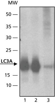 Anti-LC3A antibody produced in rabbit ~1&#160;mg/mL, affinity isolated antibody, buffered aqueous solution