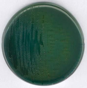 GranuCult&#174; prime Thiosulfate Citrate Bile Sucrose (TCBS) Agar acc. FDA-BAM, ISO 21872