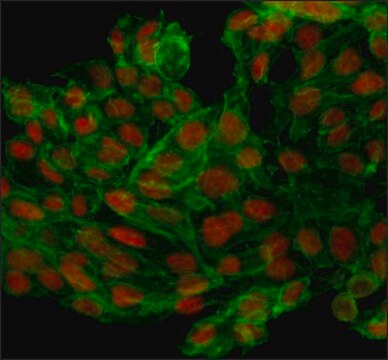 Anti-p53 antibody, Mouse monoclonal clone BP53-12, purified from hybridoma cell culture