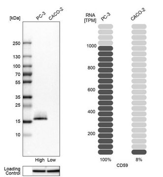 Anti-CD59 antibody produced in rabbit Prestige Antibodies&#174; Powered by Atlas Antibodies, affinity isolated antibody, buffered aqueous glycerol solution