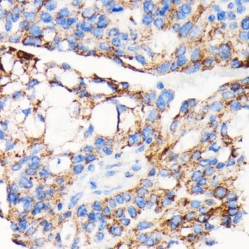 Anti-AIF antibody produced in rabbit