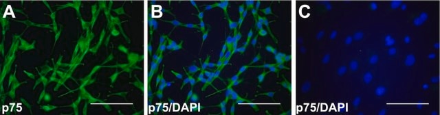 Anti-Nerve Growth Factor Receptor Antibody, extracellular, clone 192-IgG clone 192-IgG, Chemicon&#174;, from mouse