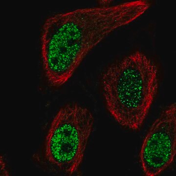 Anti-MGLL antibody produced in rabbit Prestige Antibodies&#174; Powered by Atlas Antibodies, affinity isolated antibody