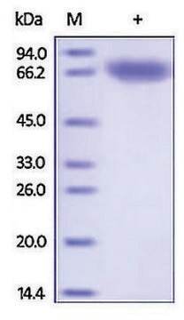 CD71/TFRC/TFR human recombinant, expressed in HEK 293 cells, &#8805;92% (SDS-PAGE)