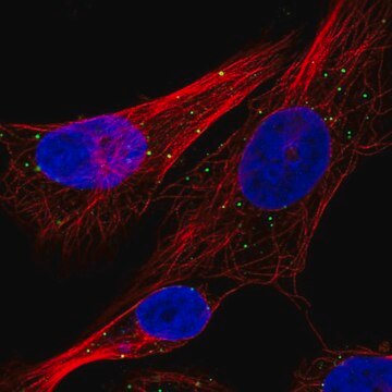 Anti-CTSC antibody produced in rabbit Prestige Antibodies&#174; Powered by Atlas Antibodies, affinity isolated antibody