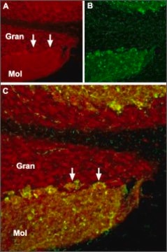 Anti-TRPC1 antibody produced in rabbit affinity isolated antibody, lyophilized powder