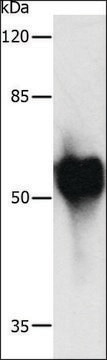 Anti-c-Myc Tag antibody produced in rabbit affinity isolated antibody