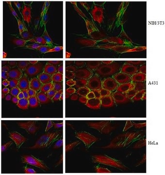 Anti-FIP200 Antibody, clone 14E11.2 clone 14E11.2, from mouse