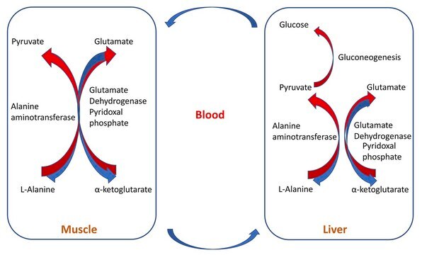 Alanine Metabolite Library