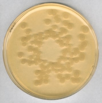 Tryptic Soy Agar - Dehydrated Culture Media NutriSelect&#174; Plus, powder, suitable for microbiology