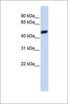 Anti-WWTR1 antibody produced in rabbit affinity isolated antibody