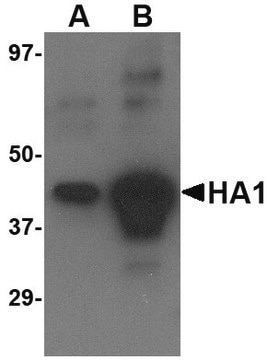 Anti-Avian Influenza H5N1 Hemagglutinin (IN2) antibody produced in goat affinity isolated antibody