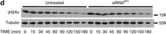 Anti-Tubulin Antibody, beta, clone KMX-1 clone KMX-1, Chemicon&#174;, from mouse