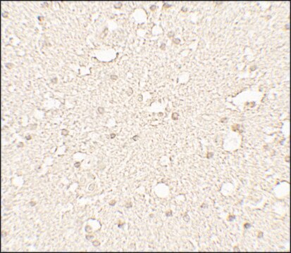 Anti-ALPHA-TUBULIN antibody produced in rabbit affinity isolated antibody