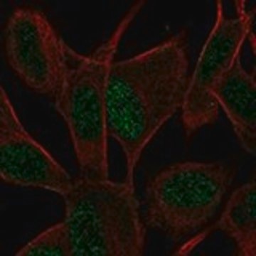 Anti-ASCL1 antibody produced in rabbit Prestige Antibodies&#174; Powered by Atlas Antibodies, affinity isolated antibody, buffered aqueous glycerol solution