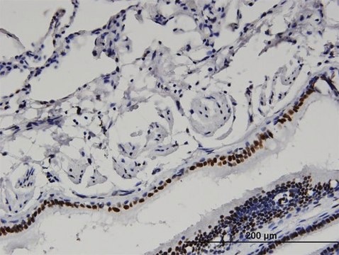 Monoclonal Anti-BAZ2B antibody produced in mouse clone 2D10, purified immunoglobulin, buffered aqueous solution