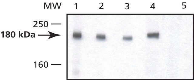 Anti-DNMT1 antibody produced in rabbit affinity isolated antibody, buffered aqueous solution