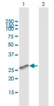 Anti-MS4A6A antibody produced in mouse purified immunoglobulin, buffered aqueous solution