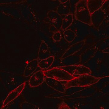 BioTracker NIR770 Cytoplasmic Membrane Dye Live cell imaging lipophilic carbocyanine membrane dye suitable for long-term fluorescent cell labeling and cell tracking studies.