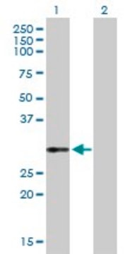 Anti-VWF antibody produced in rabbit purified immunoglobulin, buffered aqueous solution