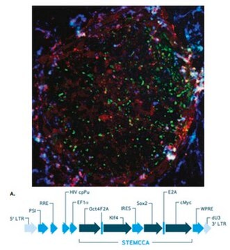 STEMCCA Constitutive Polycistronic (OKSM) Lentivirus Reprogramming Kit The STEMCCA Constitutive Polycistronic Lentivirus Kit contains high titer polycistronic lentivirus &amp; Polybrene transfection reagent that have been validated for the generation of mouse &amp; human induced pluripotent stem cells.