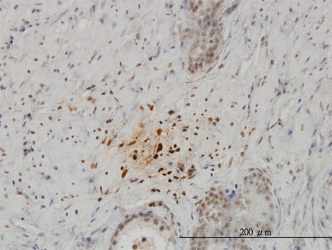 Monoclonal Anti-KISS1 antibody produced in mouse clone 1F7, purified immunoglobulin, buffered aqueous solution