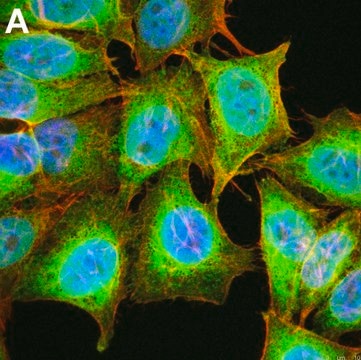 Anti-Puromycin Antibody, clone 12D10 ZooMAb&#174; Mouse Monoclonal recombinant, expressed in HEK 293 cells