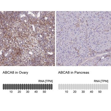 Anti-ABCA8 antibody produced in rabbit Prestige Antibodies&#174; Powered by Atlas Antibodies, affinity isolated antibody, buffered aqueous glycerol solution