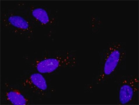 Monoclonal Anti-FGFR1 antibody produced in mouse clone 5E9, purified immunoglobulin, buffered aqueous solution