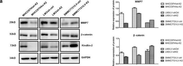 Anti-Kindlin-2 Antibody, clone 3A3 clone 3A3, from mouse