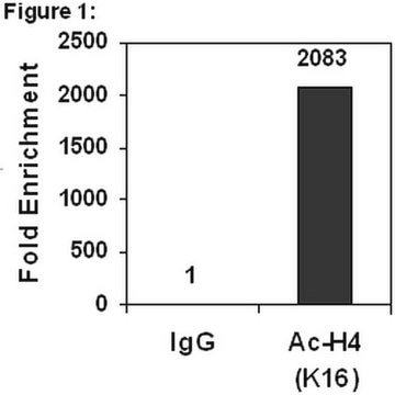 ChIPAb+ Acetyl-Histone H4 (Lys16) - ChIP Validated Antibody and Primer Set from rabbit