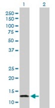 Anti-FABP7 antibody produced in rabbit purified immunoglobulin, buffered aqueous solution