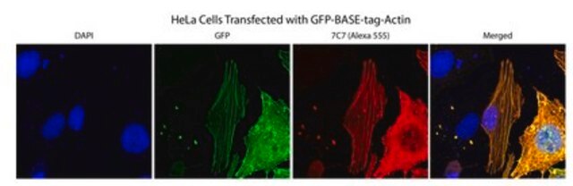 Anti-BASE-tag Antibody, clone 7C7 clone 7C7, from mouse