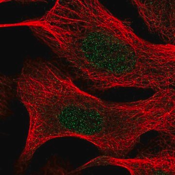 Anti-TIA1 antibody produced in rabbit Prestige Antibodies&#174; Powered by Atlas Antibodies, affinity isolated antibody